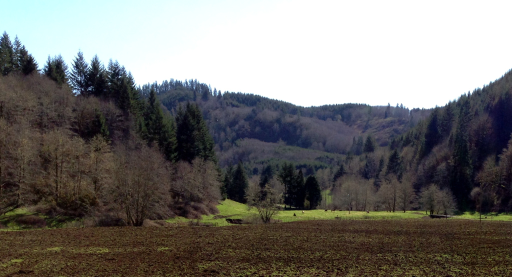 Pastoral View