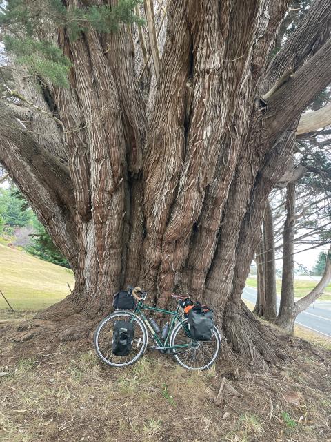 My bike leaning against a giant Monterey Cypress