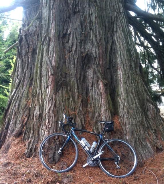 Bike and tree