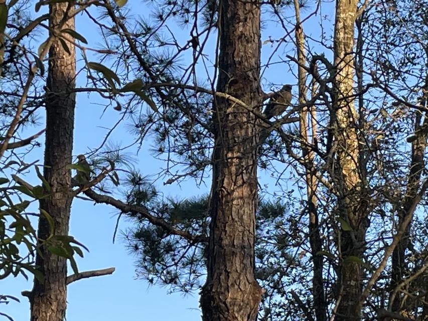 Two hawks in the trees