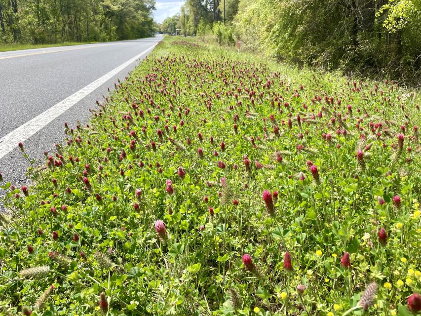 Crimson Clover growing on the side of the road