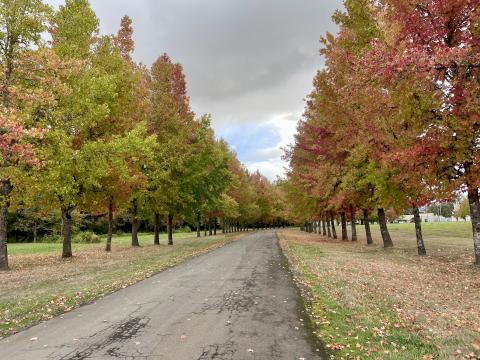 Fall colors